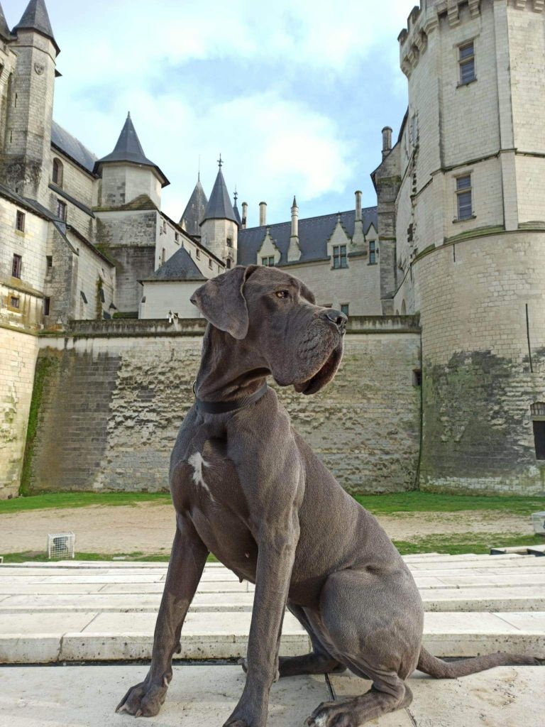 Segur de l'hermine arlequine