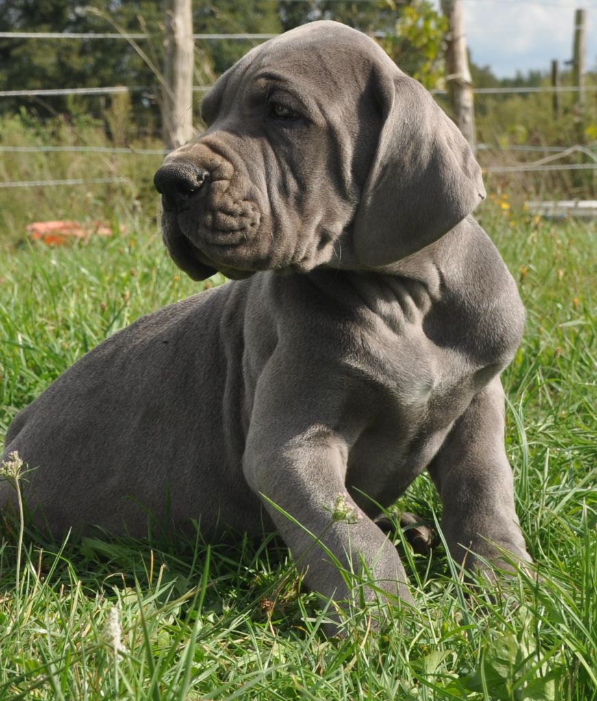 de l'hermine arlequine - Chiots disponibles - Dogue allemand