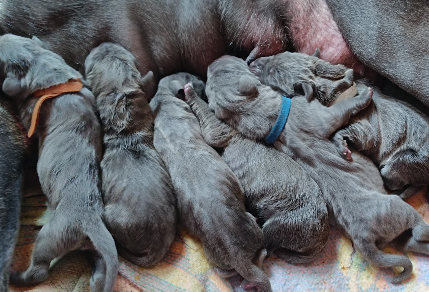Chiot Dogue allemand de l'hermine arlequine