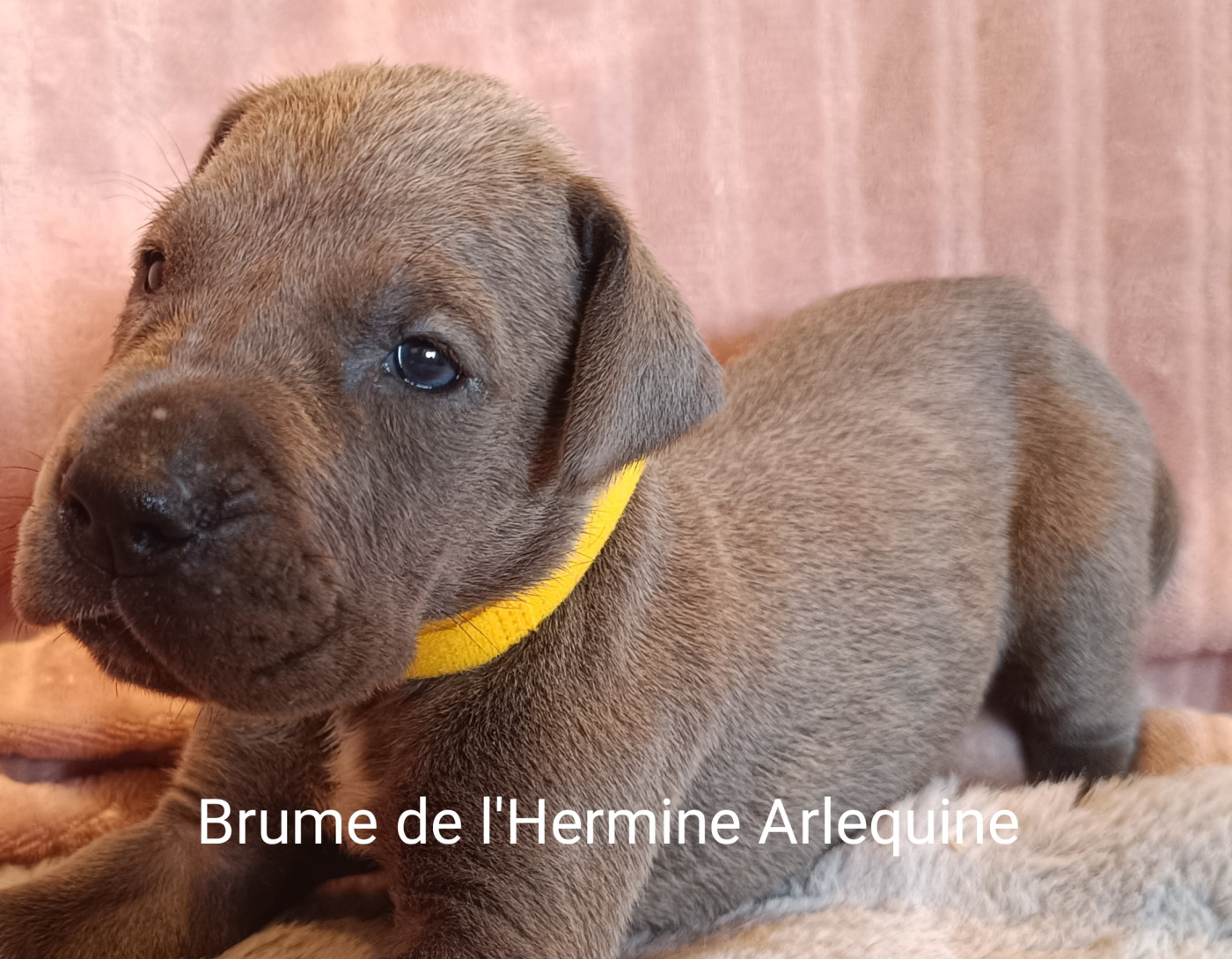de l'hermine arlequine - Chiots disponibles - Dogue allemand