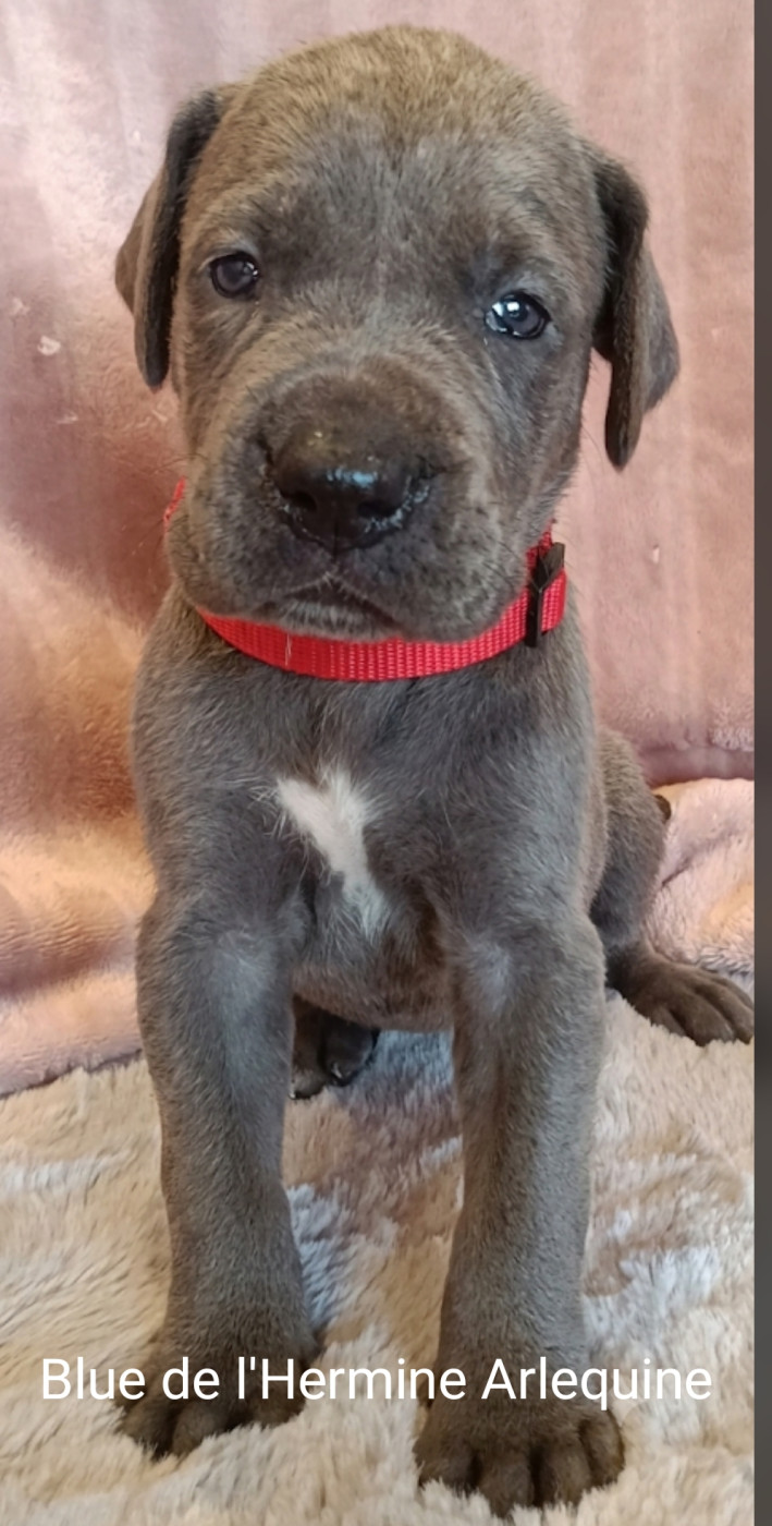 de l'hermine arlequine - Chiots disponibles - Dogue allemand
