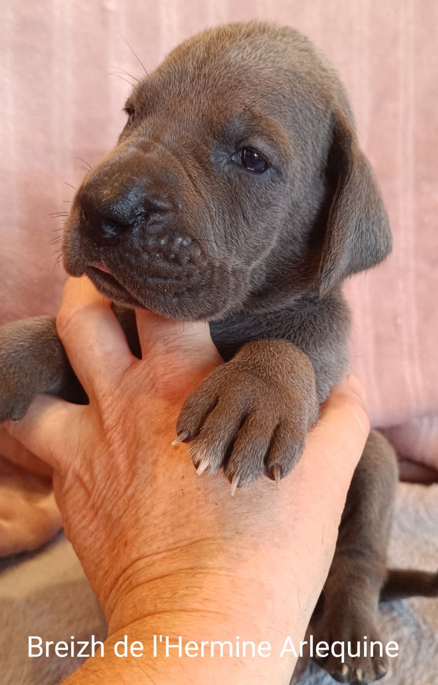 de l'hermine arlequine - Chiots disponibles - Dogue allemand