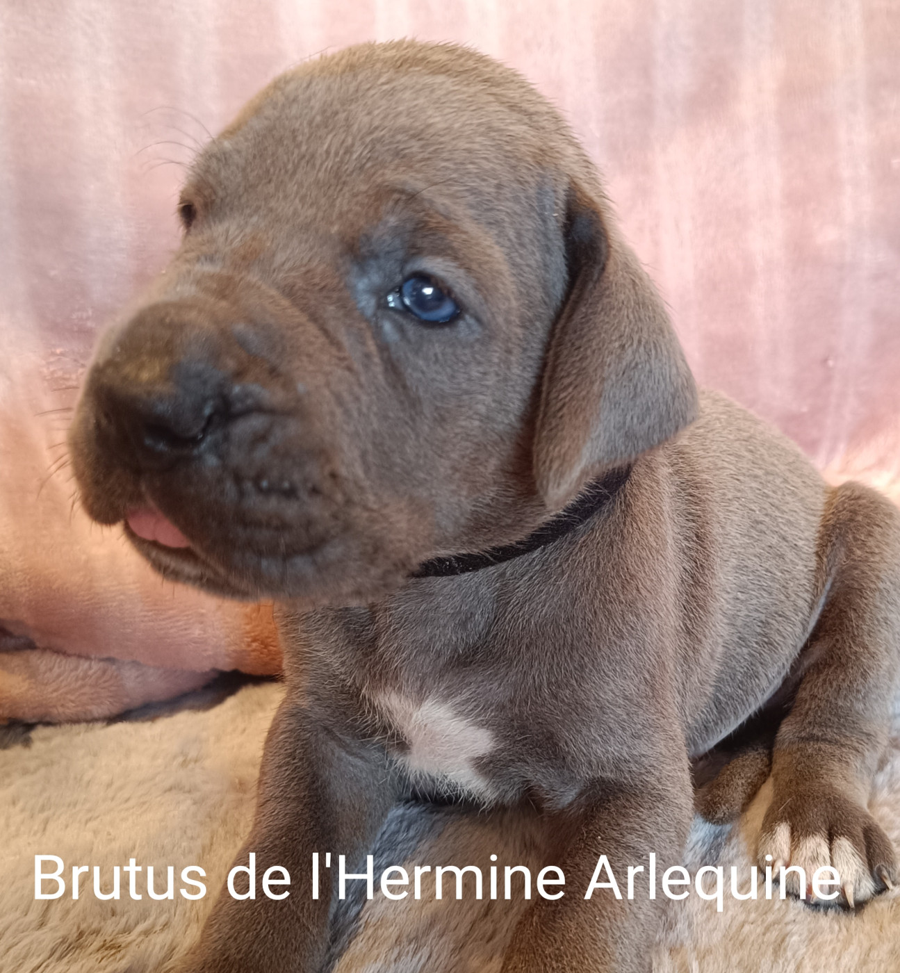 de l'hermine arlequine - Chiots disponibles - Dogue allemand