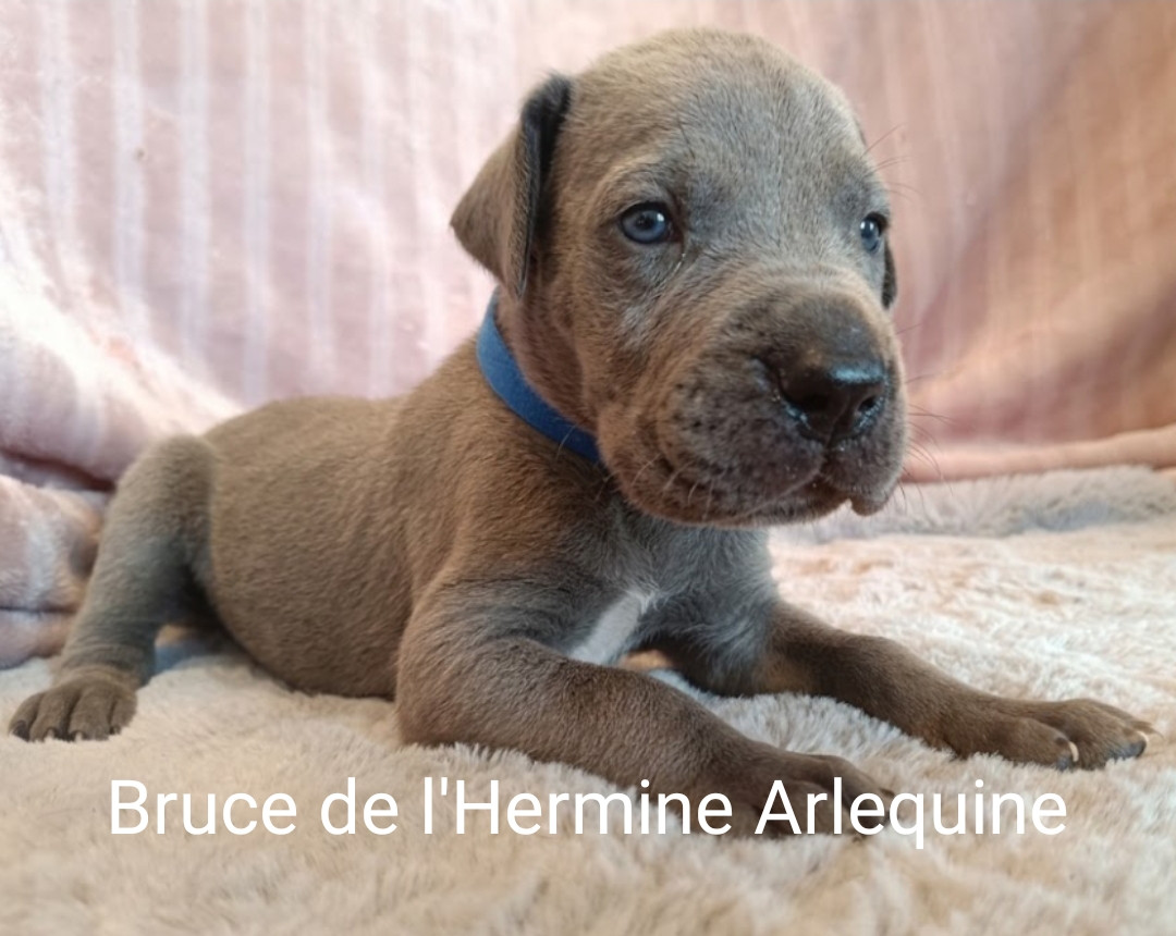 de l'hermine arlequine - Chiots disponibles - Dogue allemand