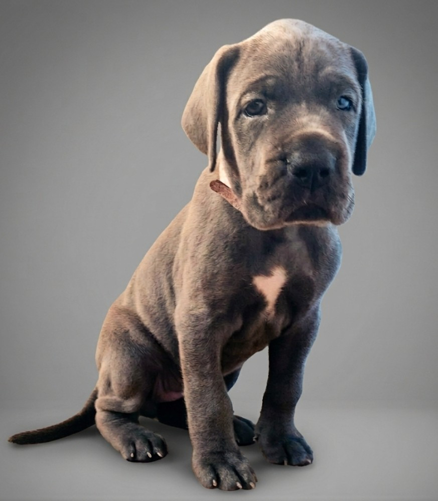 de l'hermine arlequine - Chiots disponibles - Dogue allemand