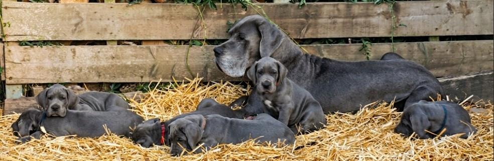 Chiot Dogue allemand de l'hermine arlequine