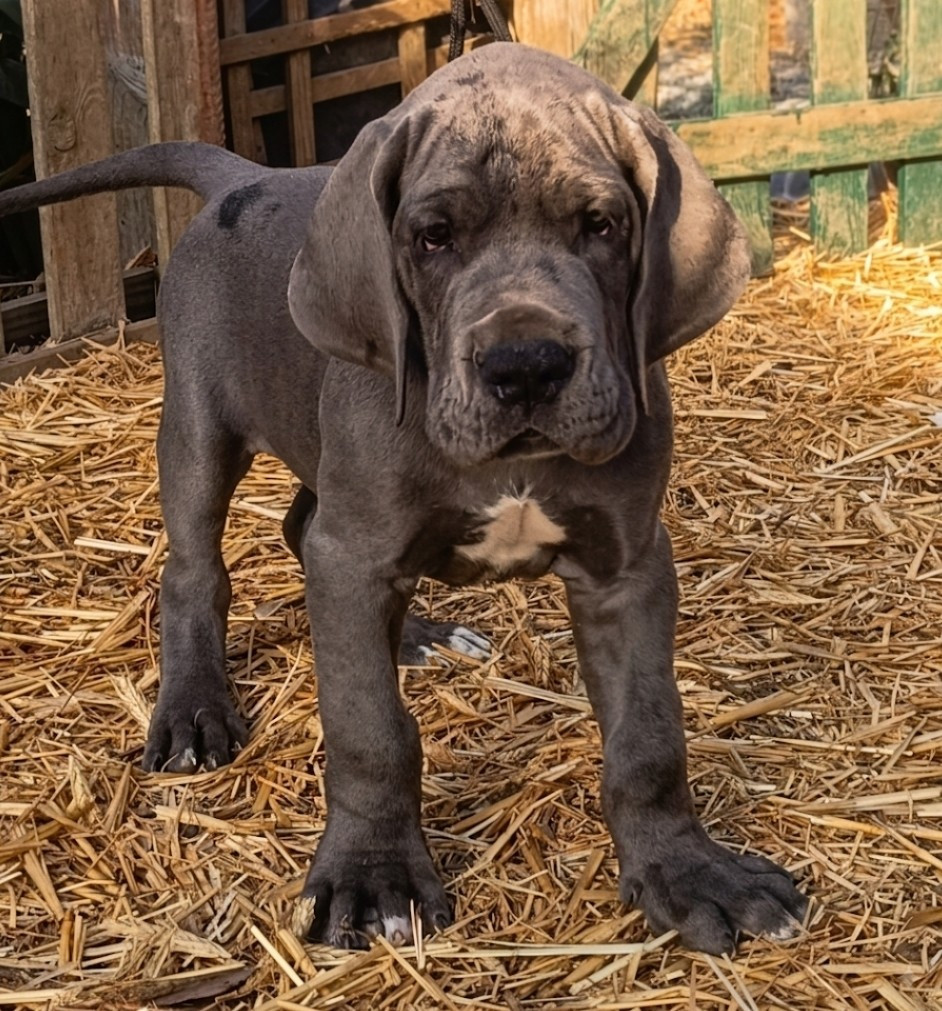 de l'hermine arlequine - Chiots disponibles - Dogue allemand