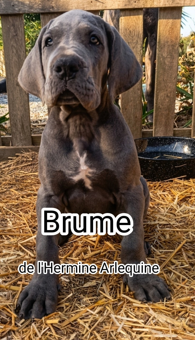de l'hermine arlequine - Chiots disponibles - Dogue allemand