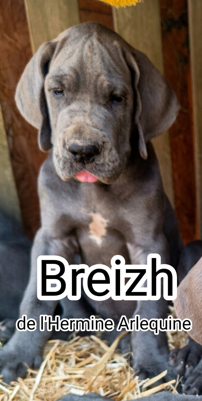 de l'hermine arlequine - Chiots disponibles - Dogue allemand