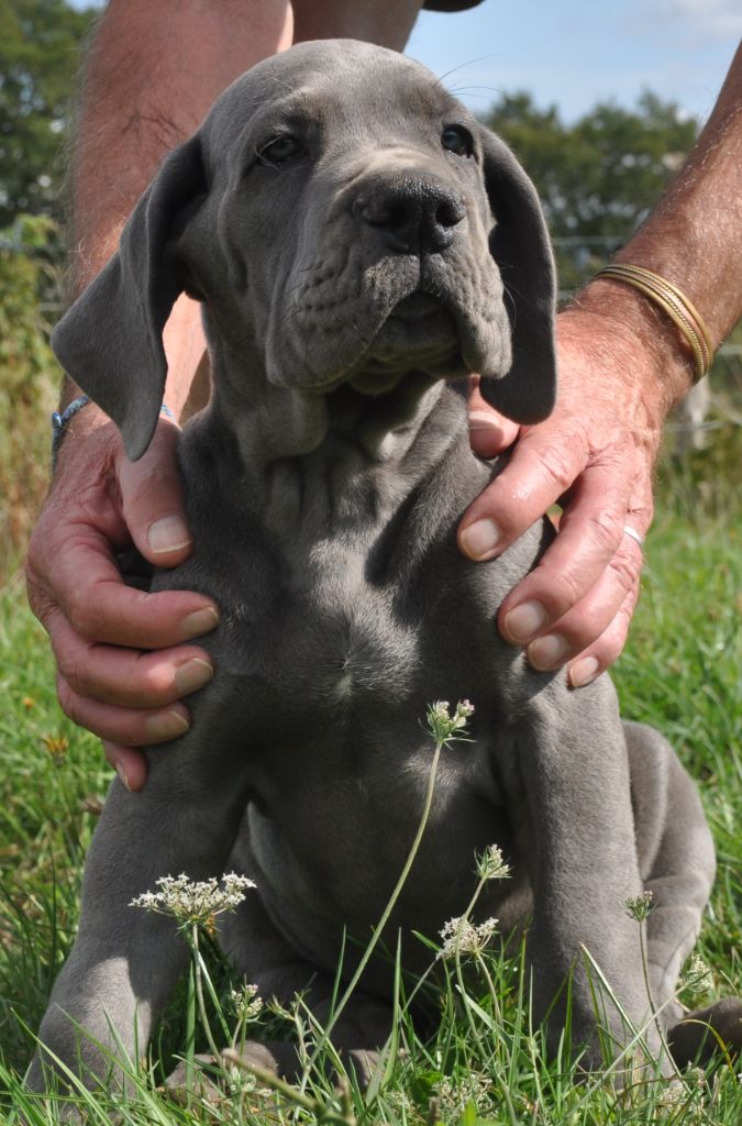 de l'hermine arlequine - Chiots disponibles - Dogue allemand