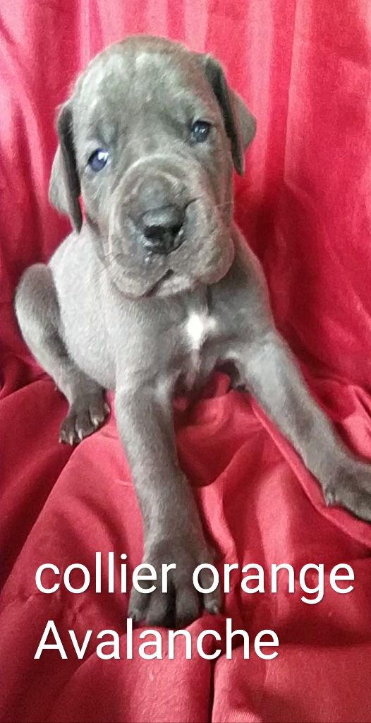 de l'hermine arlequine - Chiots disponibles - Dogue allemand