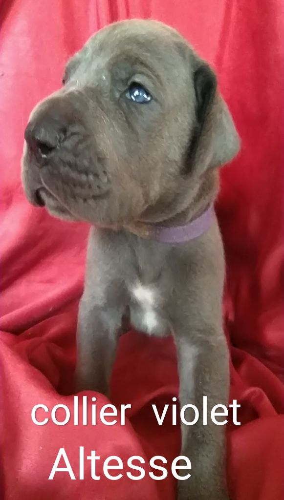 de l'hermine arlequine - Chiots disponibles - Dogue allemand