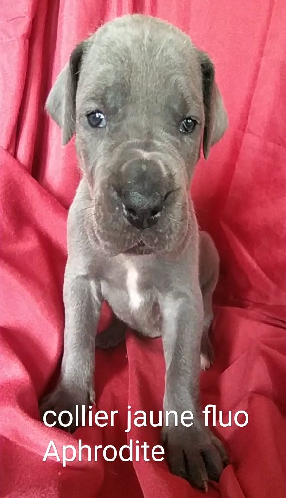 de l'hermine arlequine - Chiots disponibles - Dogue allemand
