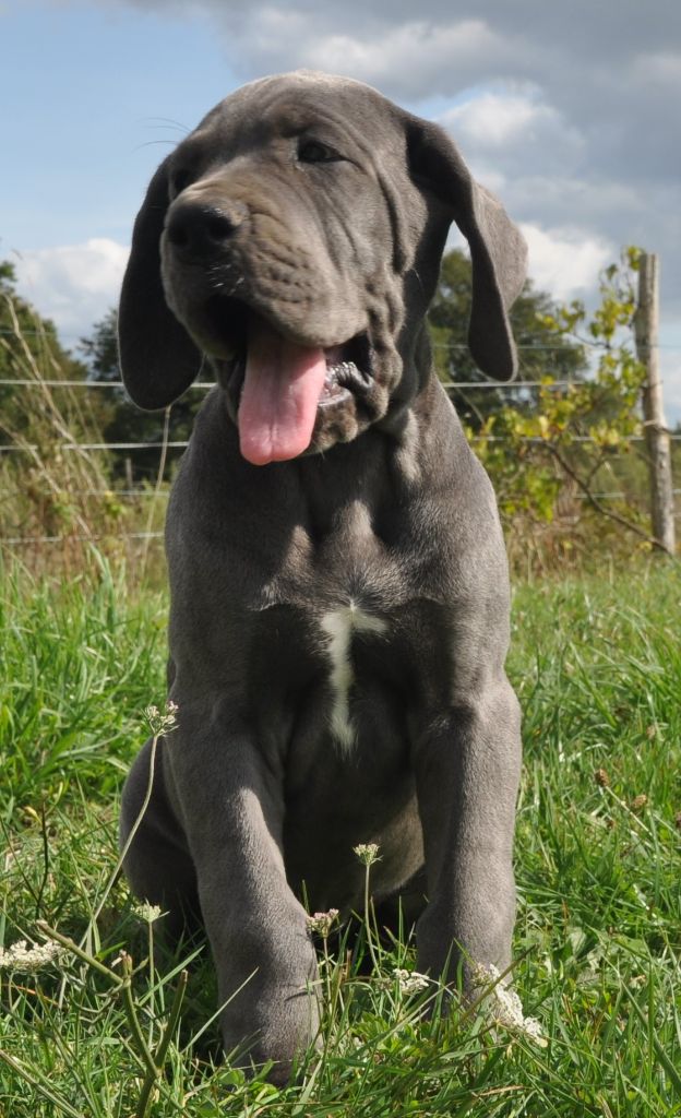 de l'hermine arlequine - Chiots disponibles - Dogue allemand