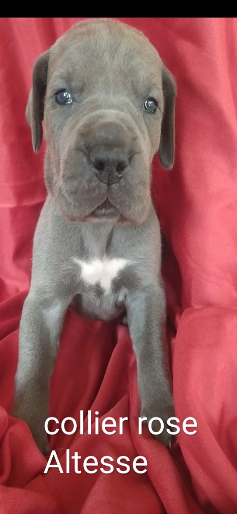 de l'hermine arlequine - Chiots disponibles - Dogue allemand