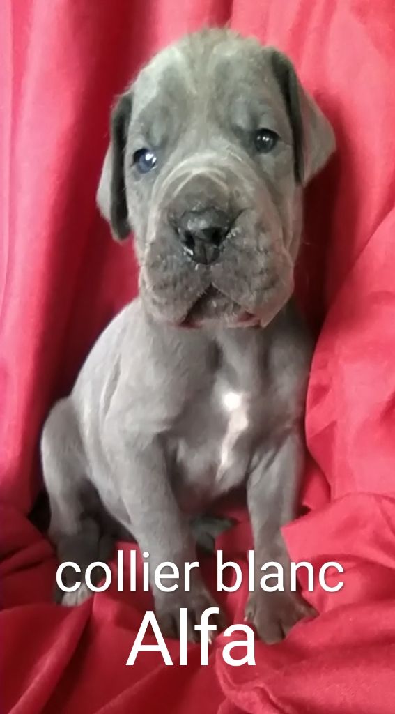 de l'hermine arlequine - Chiots disponibles - Dogue allemand