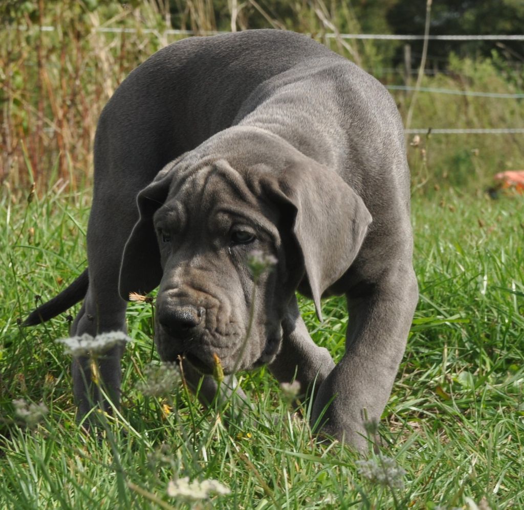 de l'hermine arlequine - Chiots disponibles - Dogue allemand