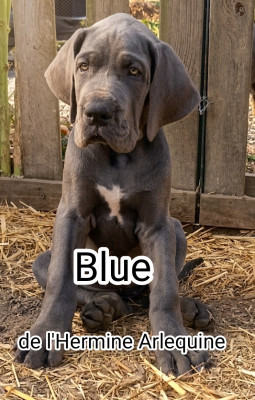 Blue