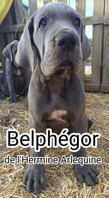 Belphegor