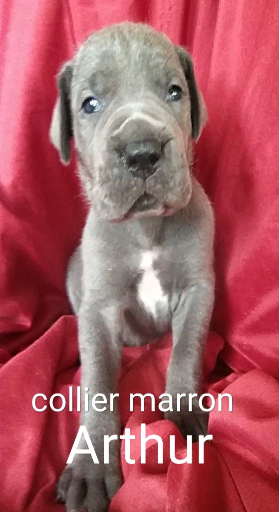 de l'hermine arlequine - Chiots disponibles - Dogue allemand