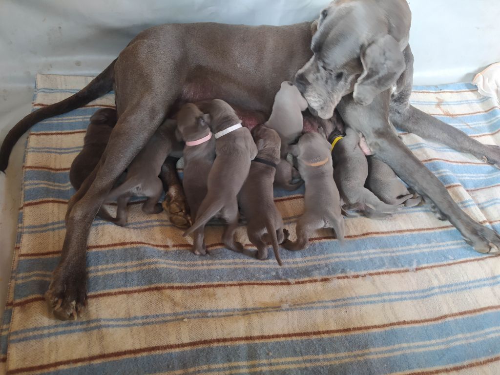 Chiot Dogue allemand de l'hermine arlequine