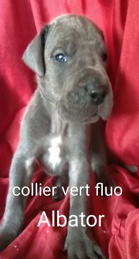 de l'hermine arlequine - Chiots disponibles - Dogue allemand