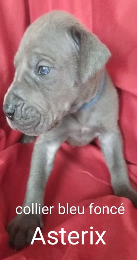 de l'hermine arlequine - Chiots disponibles - Dogue allemand
