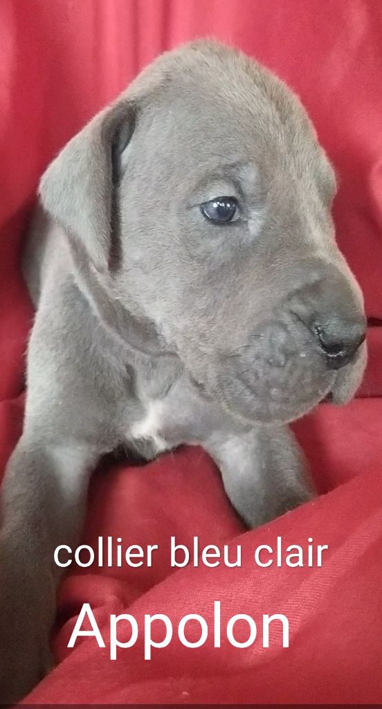 de l'hermine arlequine - Chiots disponibles - Dogue allemand