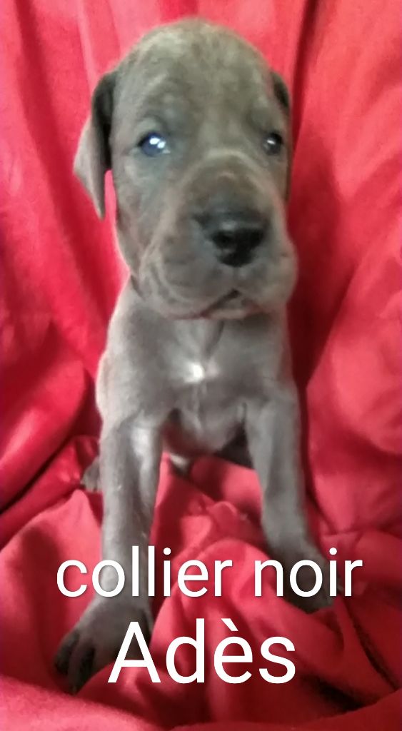 de l'hermine arlequine - Chiots disponibles - Dogue allemand